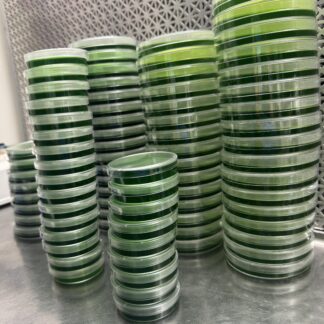 Agar plates 40 pack (LME x Yeast)