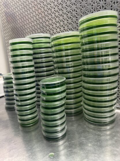 Agar plates 40 pack (LME x Yeast)