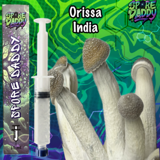Orissa India Mushroom Liquid Culture (10ml)