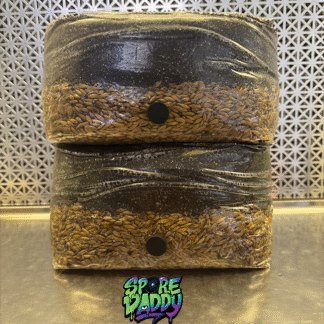 (2) Oat/CVG 5 lbs mushroom grow bag.