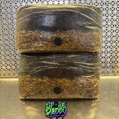 (2) Oat/CVG 5 lbs mushroom grow bag.