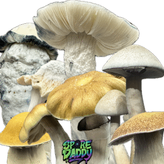 Cubensis research syringes.