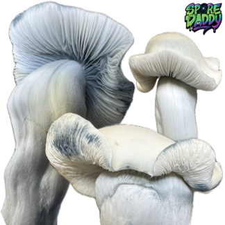 Albino Bluey V. Isolated Spore Syringe (10ML)