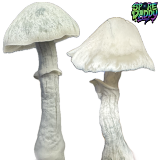 Jackfrost X Shakti (JACKTI) Isolated Spore Syringe (10ML)