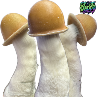 Makilla Gorilla Isolated Spore Syringe (10 ML)